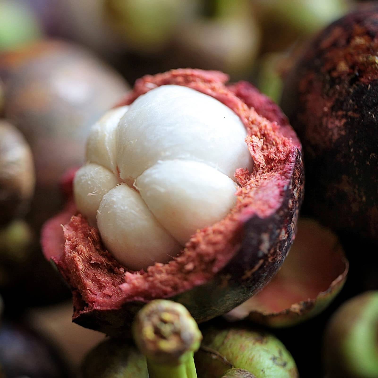 Mangosteen Seeds - Fruit Plant for Home Gardens