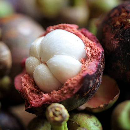 Mangosteen Seeds - Fruit Plant for Home Gardens