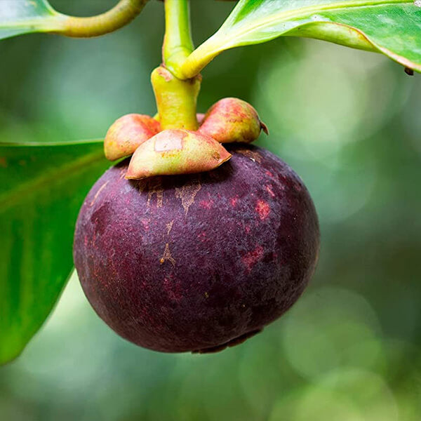 Mangosteen Seeds - Fruit Plant for Home Gardens