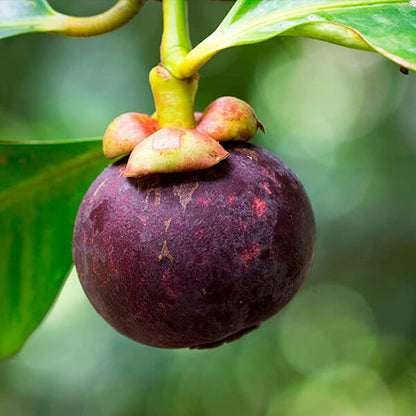 Mangosteen Seeds - Fruit Plant for Home Gardens