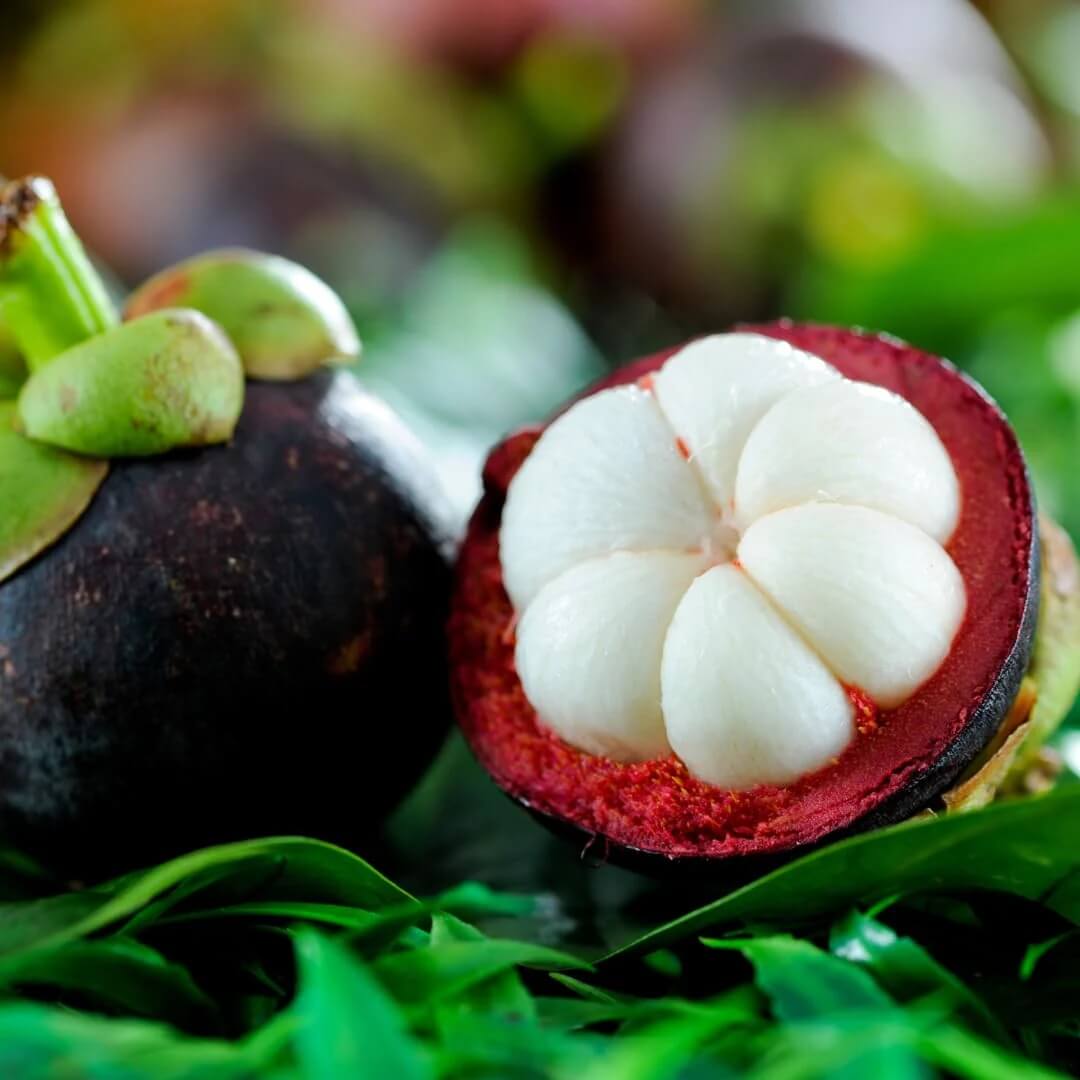 Mangosteen Seeds
