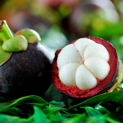 Mangosteen Seeds