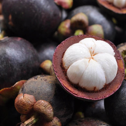 Mangosteen Seeds