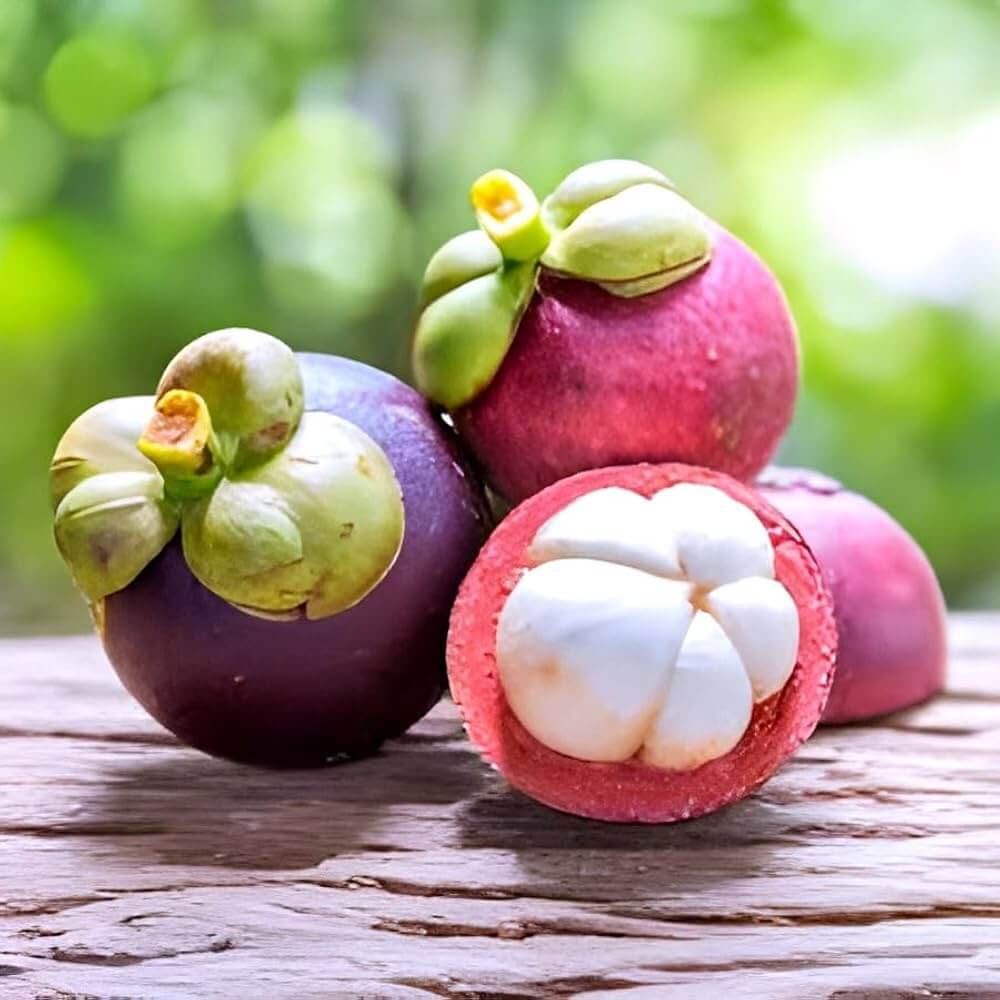 Mangosteen Seeds - Fruit Plant for Home Gardens