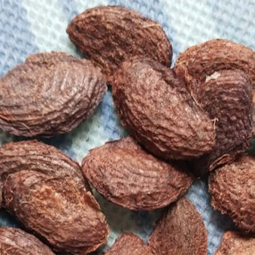 Mangosteen Seeds