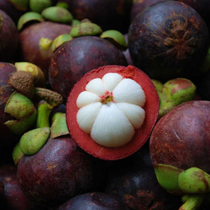 Mangosteen Seeds For Planting - Tree Plant Seeds for Home Gardens