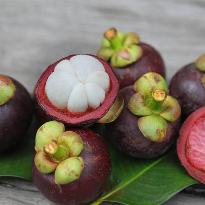 Mangosteen Seeds For Planting - Tree Plant Seeds for Home Gardens