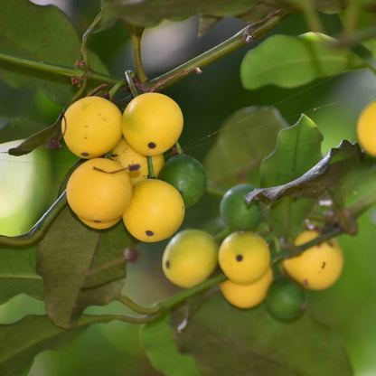 Mangosteen Seeds For Planting - Tree Plant Seeds for Home Gardens