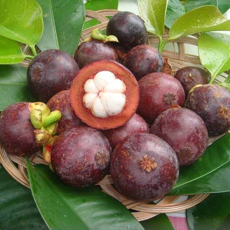 Mangosteen Seeds For Planting - Tree Plant Seeds for Home Gardens