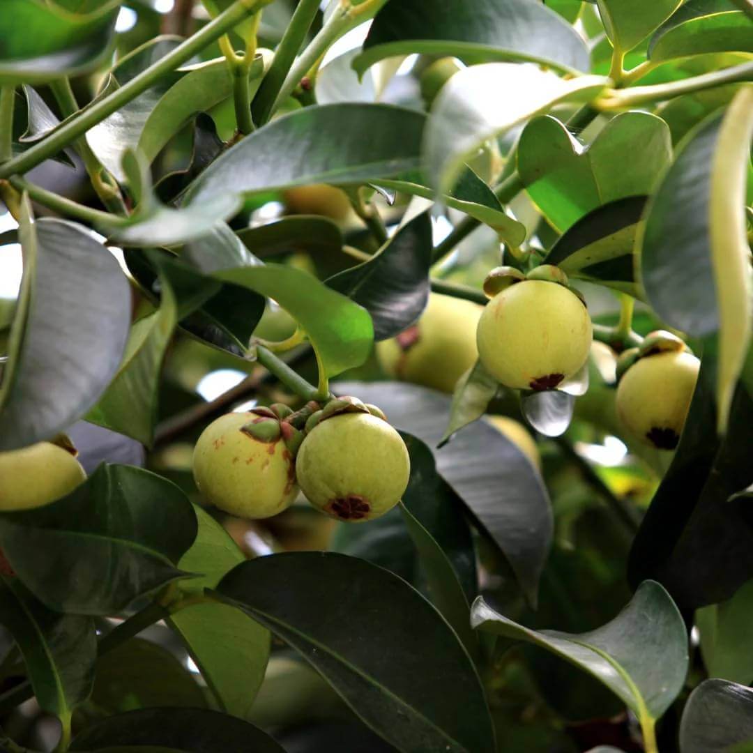 Mangosteen Seeds For Planting - Tree Plant Seeds for Home Gardens