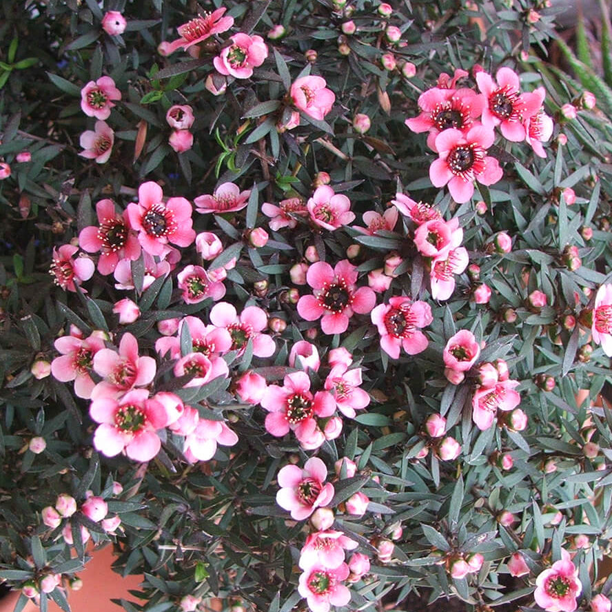 
Manuka Flower Seeds - Heirloom Flower Plant for Home Gardens
