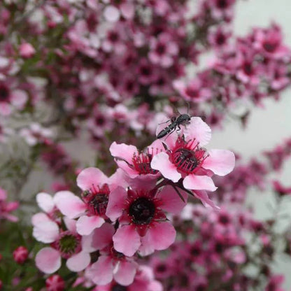 
Manuka Flower Seeds - Heirloom Flower Plant for Home Gardens
