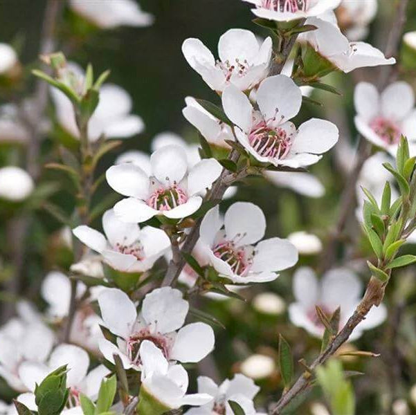 
Manuka Flower Seeds - Heirloom Flower Plant for Home Gardens
