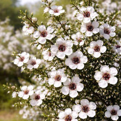 
Manuka Flower Seeds - Heirloom Flower Plant for Home Gardens
