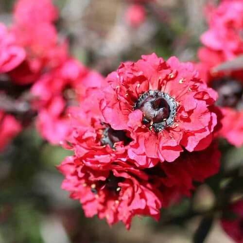 Manuka Seeds - Herbal Plant for Home Gardens