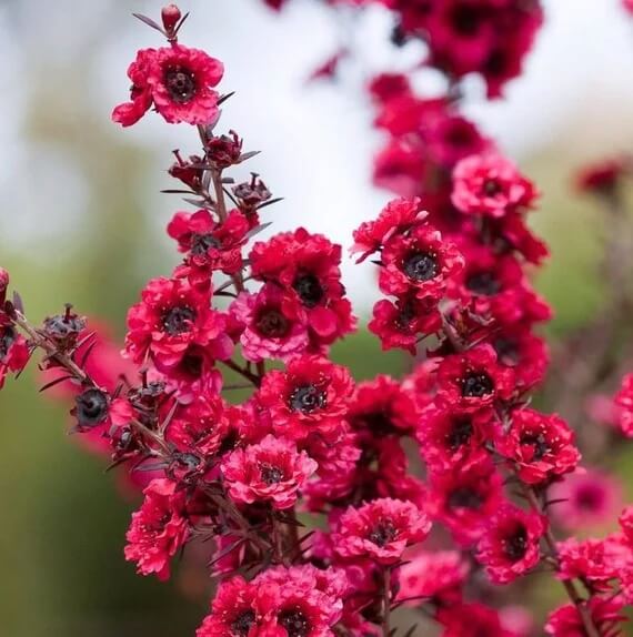 Manuka Seeds - Herbal Plant for Home Gardens