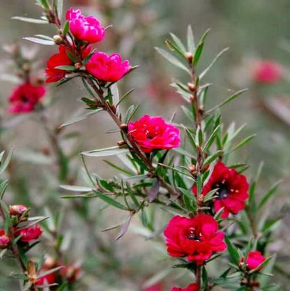 Manuka Seeds - Herbal Plant for Home Gardens