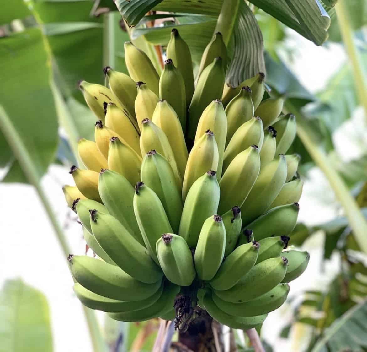 Manzano Banana Seeds