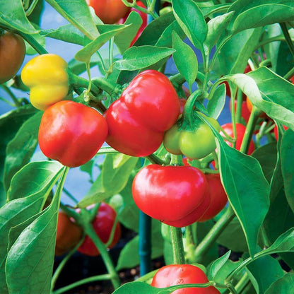 Manzano Pepper Seeds - Vegetable Plant