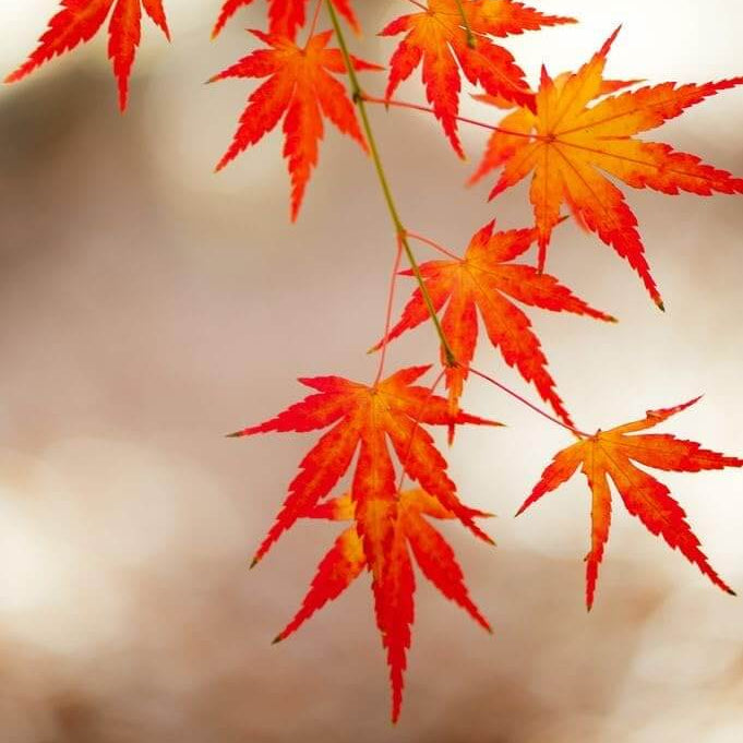 Maple Seeds - Flower Plant for Home Gardens
