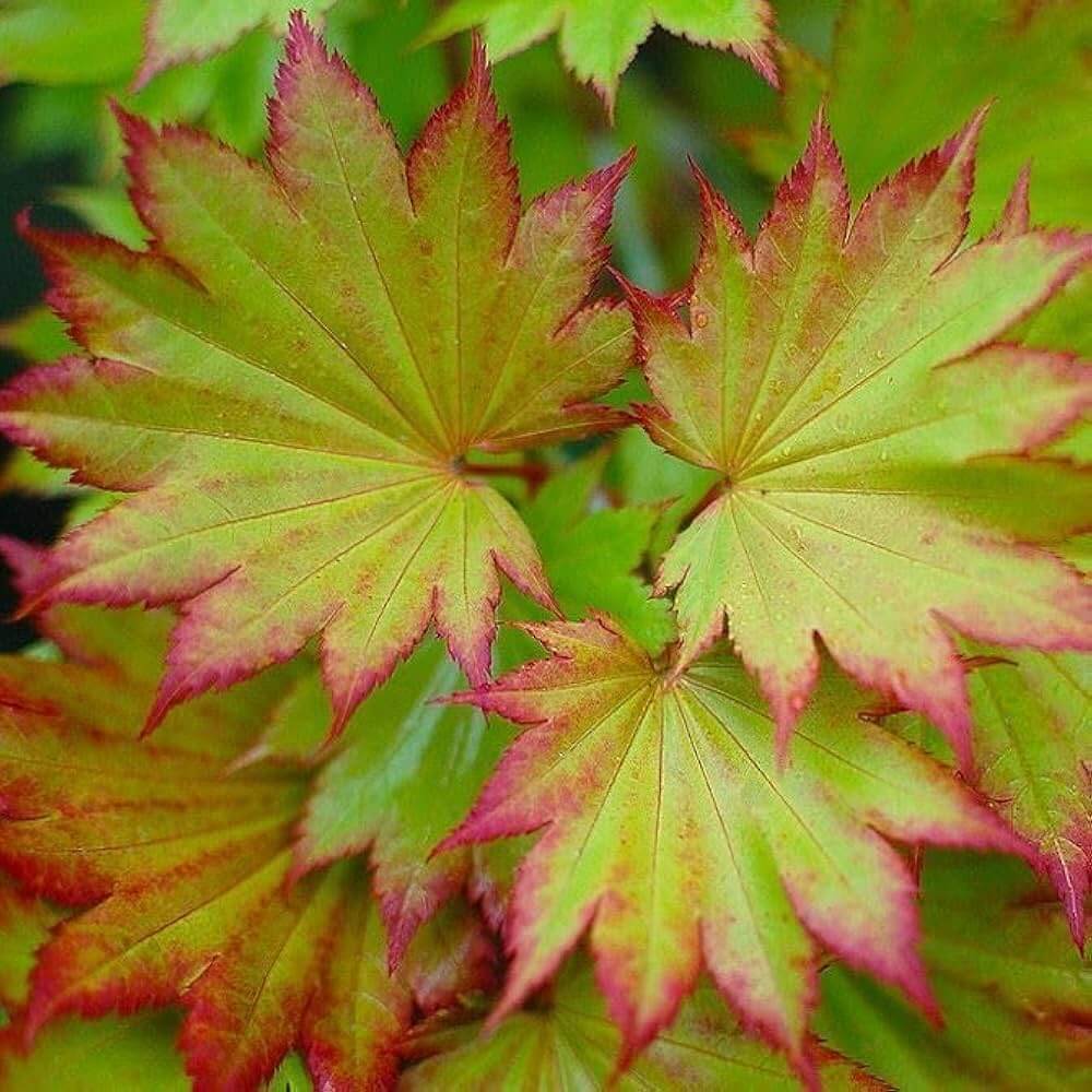 Maple Seeds - Flower Plant for Home Gardens