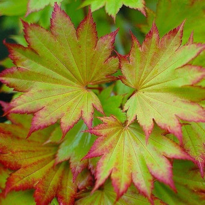 Maple Seeds - Flower Plant for Home Gardens