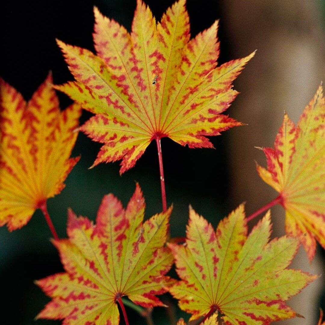 Maple Seeds - Flower Plant for Home Gardens