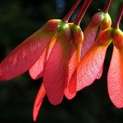 Maple Tree Seeds - Flower Plant