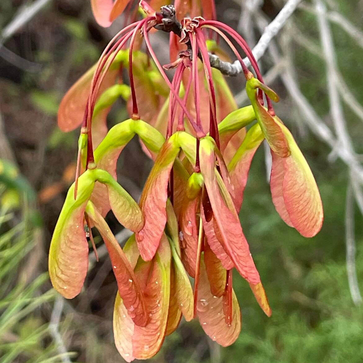 Maple Tree Seeds - Flower Plant