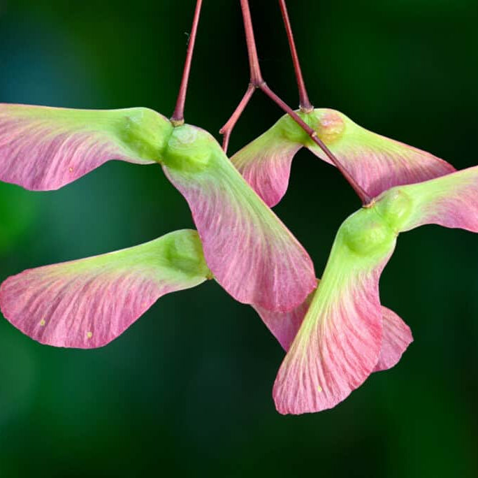 Maple Tree Seeds - Flower Plant
