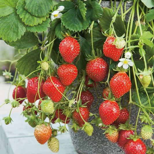 Mara De Bois Strawberry Seeds - Heirloom Fruit Plant for Home Gardens