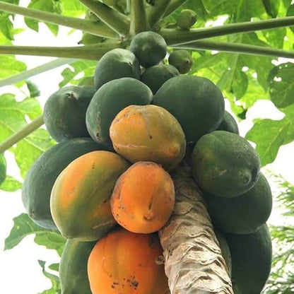 Maradol Large Sweet Papaya Seeds