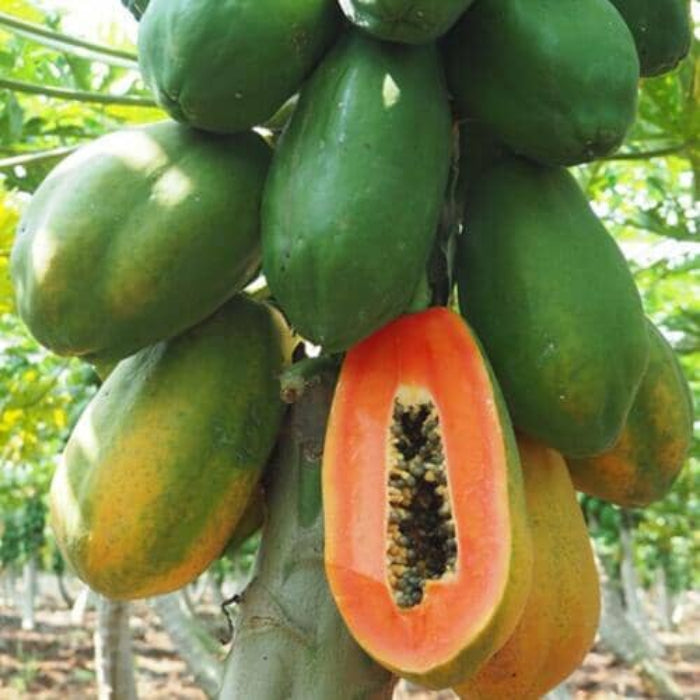 Maradol Mexican Papaya Seeds