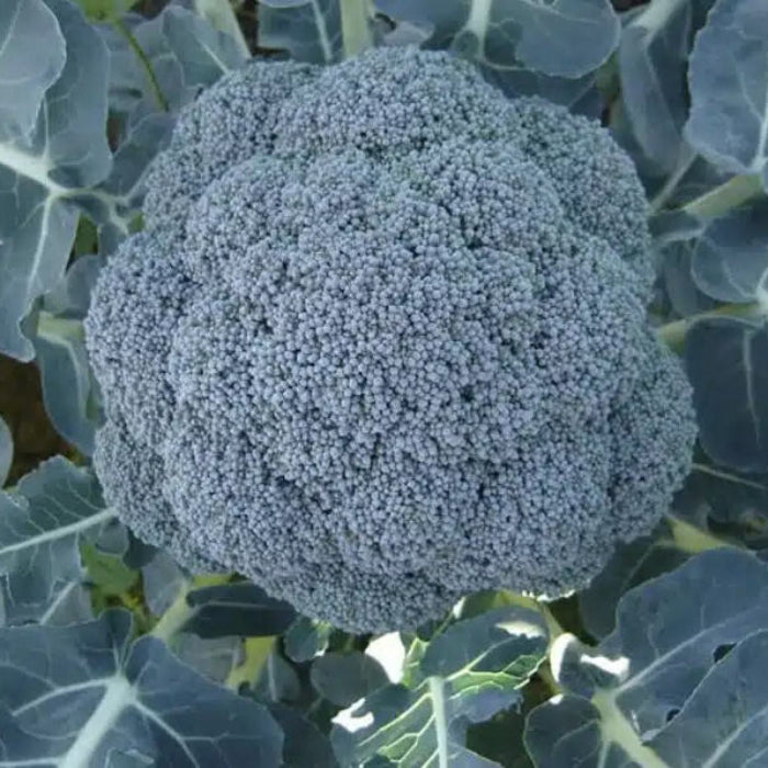 Marathon Broccoli seeds - Vegetable Plant
