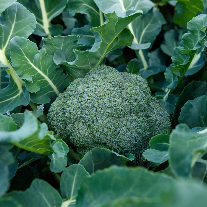 Marathon Broccoli seeds - Vegetable Plant
