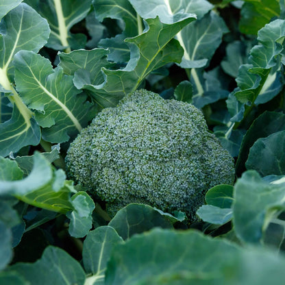 Marathon Broccoli seeds - Vegetable Plant