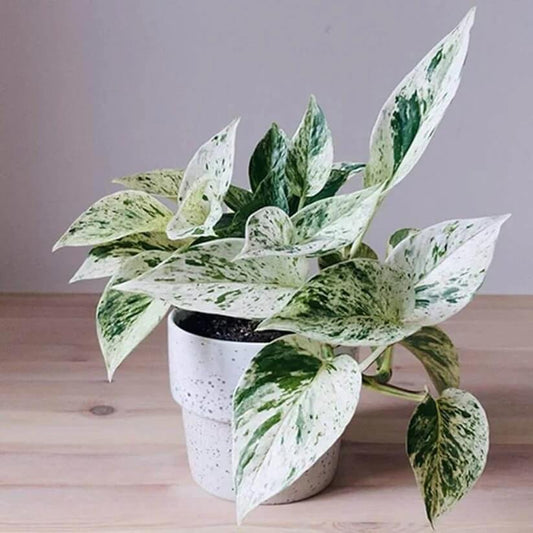 Marble Queen Pothos seeds