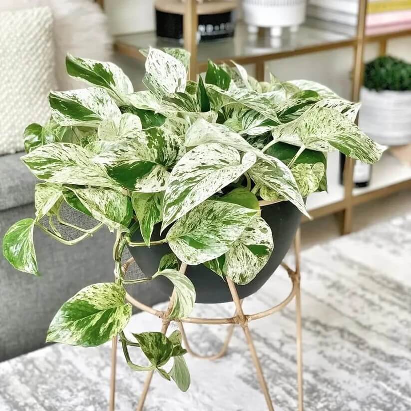 Marble Queen Pothos seeds