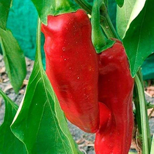 Marconi Pepper Seeds - Vegetable Plant