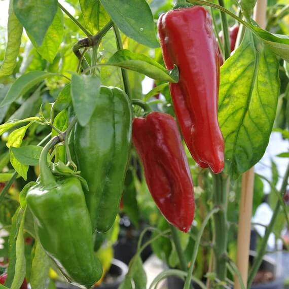 Marconi Pepper Seeds - Vegetable Plant