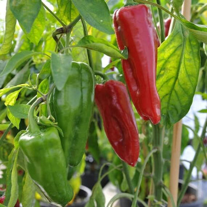 Marconi Pepper Seeds - Vegetable Plant