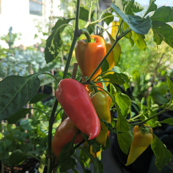 Marconi Pepper Seeds - Vegetable Plant