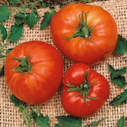 Marglobe Tomato Seeds - Vegetable Plant