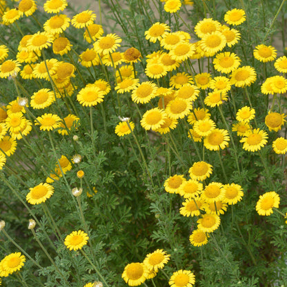 Marguerite Daisy Seeds - FLower Plant