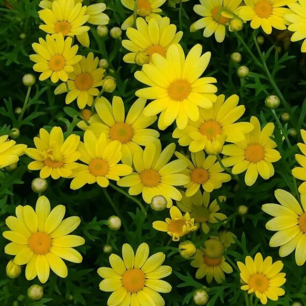 Marguerite Daisy Seeds - FLower Plant