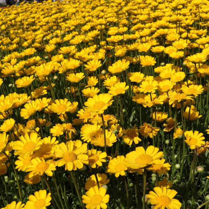 Marguerite Daisy Seeds - FLower Plant