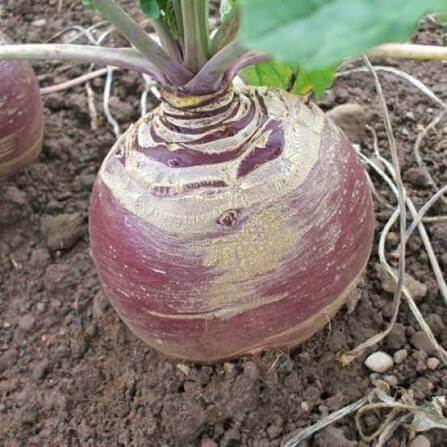 Marian Rutabaga Seeds