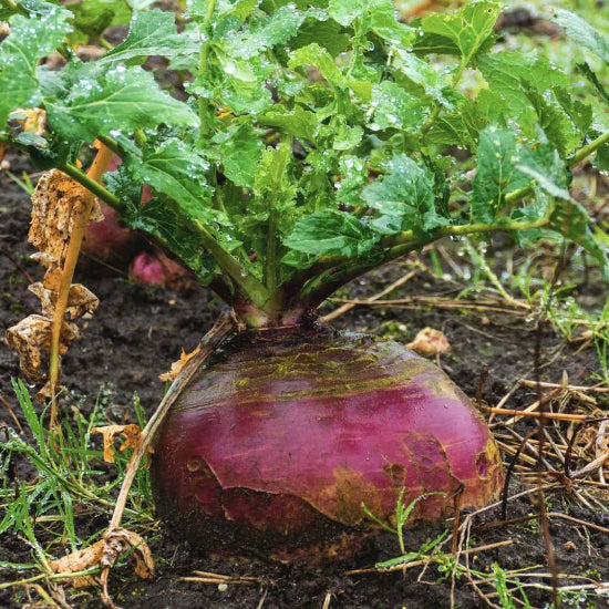 Marian Rutabaga Seeds