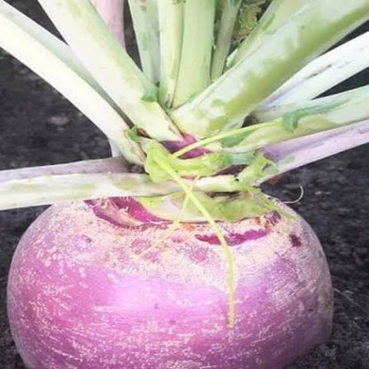 Marian Rutabaga Seeds