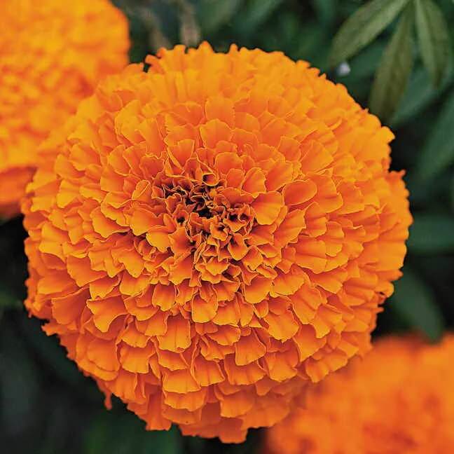 Marigold Seeds
